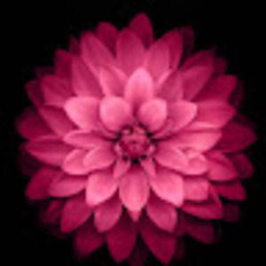 Meet your Posher, Nicky